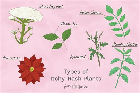 Identify And Avoid Itchy Rash Plants