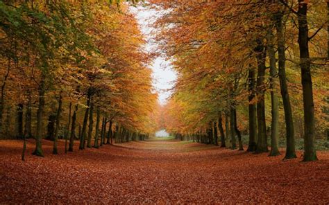 Free Download 27 Autumn Forest Trees Light Leaves Path Hd Wallpaper