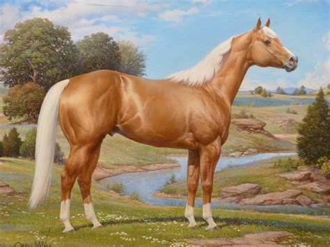 American Quarter Horse Wallpaper Wallpapersafari