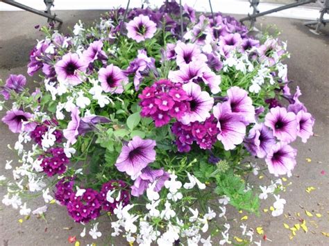 The draping branches spill out over the container to create a magnificent display for a front porch or backyard patio. Pin on Hanging Baskets
