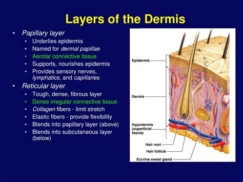 Major Organ Of Muscle System