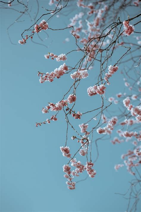 무료 이미지 나무 분기 식물 꽃잎 서리 봄 생기게 하다 담홍색 플로라 시즌 벚꽃 작은 가지 파란 하늘