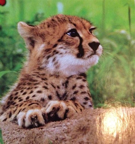 Baby Cheetah Animal Pictures Baby Cheetah Animals