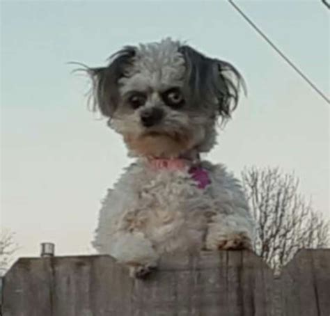 Scary Looking Dog Peeking Over A Fence Is Spooking People Healthy