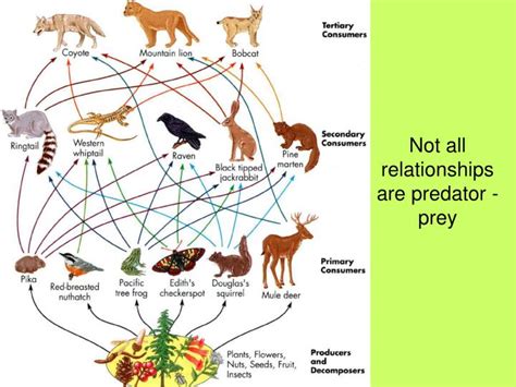 PPT - Not all relationships are predator -prey PowerPoint Presentation