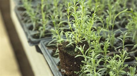 How To Propagate Lavender From Cuttings In 7 Simple Steps Growing