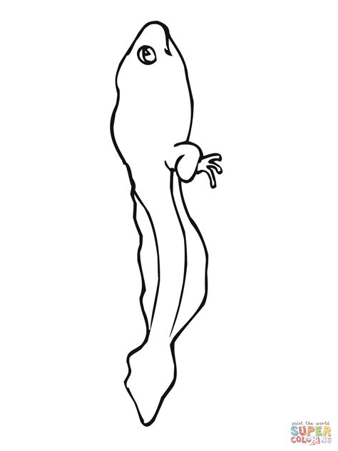 Tadpole Coloring Page Az Pages Sketch Coloring Page