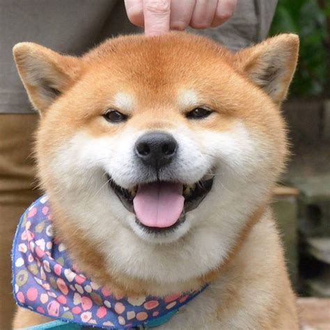 Meet The Shiba Inu Whos Become An Instagram Star For His Adorable