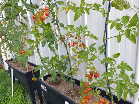 My Raised Garden Bed Tomato Set Up Australia Rvegetablegardening