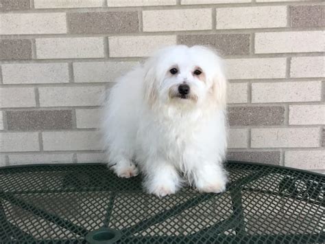 As a matter of fact, they are referred to as man's best friends. Havanese Puppies For Sale & Breeders in Cincinnati Ohio ...