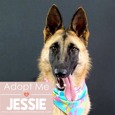 Arco360 Sponsored The Sterilisation Of Jesse At Woodrock Animal Rescue