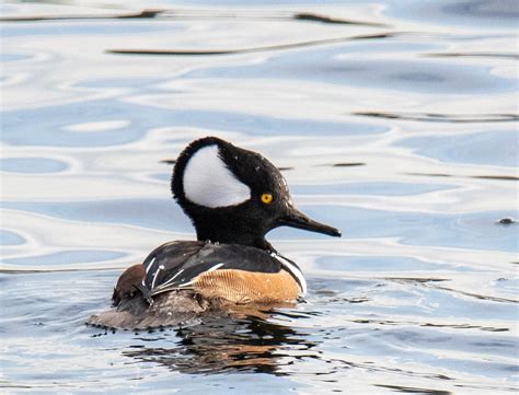 Hooded Merganser Chestnut Hill Reservoir Barbara Merrill Flickr