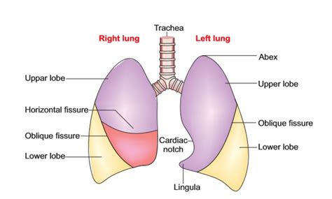 Lungs Anatomy Qa