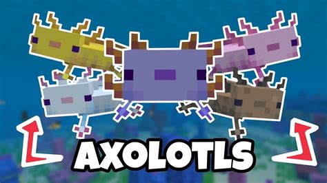 Everything You Need To Know About Axolotls In Minecraft Bedrockxbox