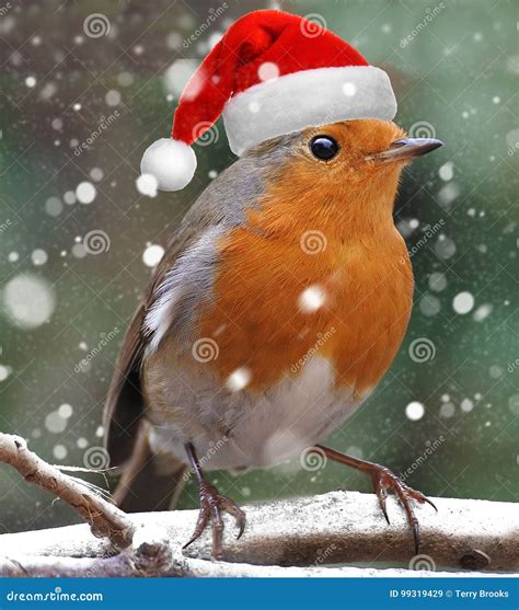 Christmas Robin Dressed As Santa Claus Stock Image Image Of Claws