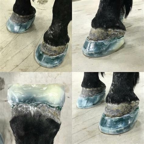 Navicular Disease Treatment For Horses With Formahoof