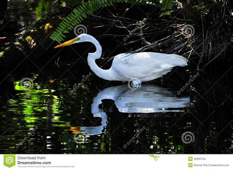 Great Egret Or White Heron Stock Photo Image Of Alba 42995704