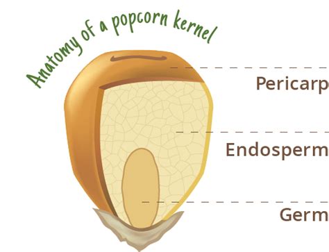 Popcorn Kernel Diagram