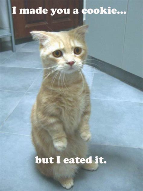 Pictures worth more than 1000 words (23 images). Funny Image Gallery: Collection of Funny Cat Pictures With ...