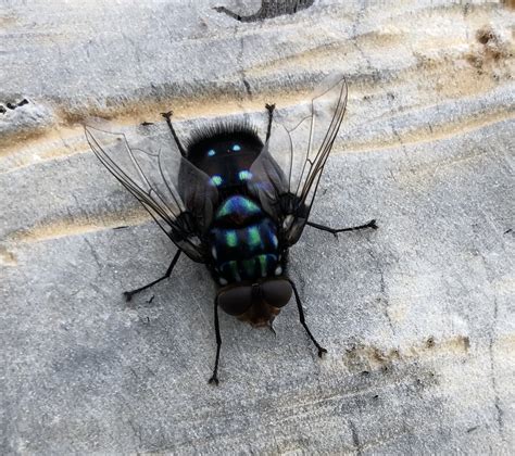 species identification - What Type of fly is this? its huge - Biology