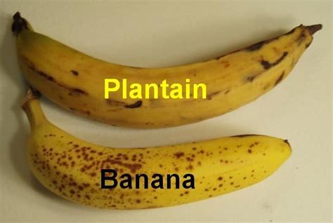 Pix For Ripe Plantain Vs Banana Ripe Plantain Plantains Banana