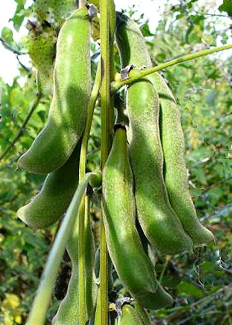 Illustration about cartoon green pods of common bean character with white seeds, isolated on white. Velvet Bean, in Name Only | Wildmoz | Magazine