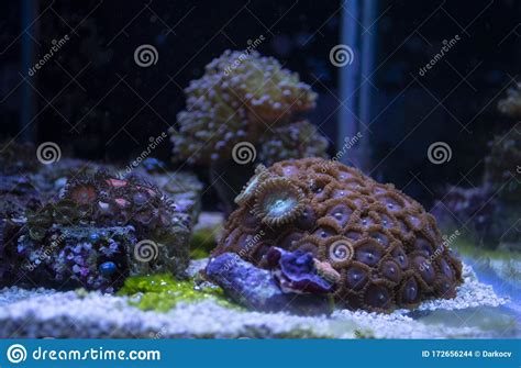 Zoanthus Polyps Colony In Marine Saltwater Aquarium Stock Photo Image