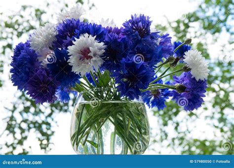 Vase With Cornflowers Stock Photo Image Of Cornflower 57980050