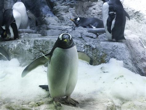 Free Stock Photo 7387 Gentoo penguin in captivity | freeimageslive