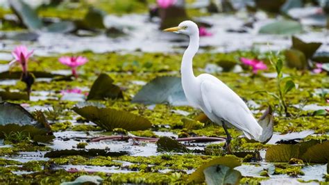 Snowy Egret And Lotus Flowers On Pink Water Lilies Lake Udon Thani