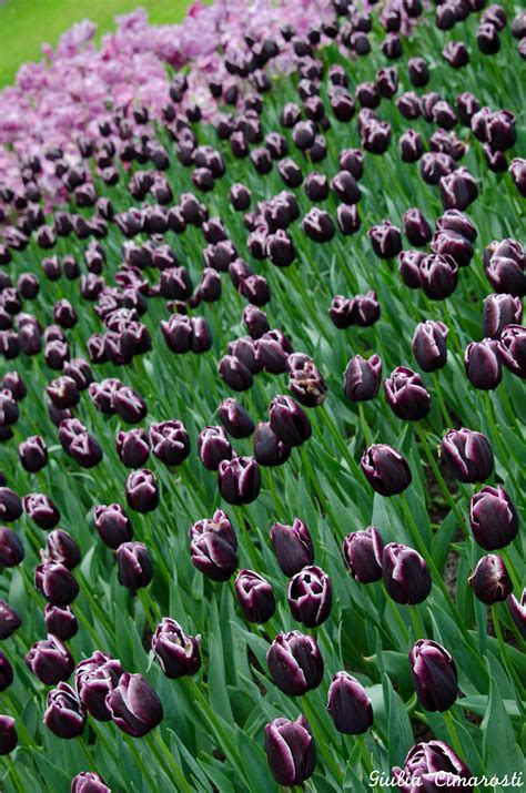 Black Tulips In Keukenhof By Giulia Cimarosti
