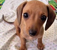 Chiweenie : Chihuahua & Dachshund Mix | Chiweenie puppies ...