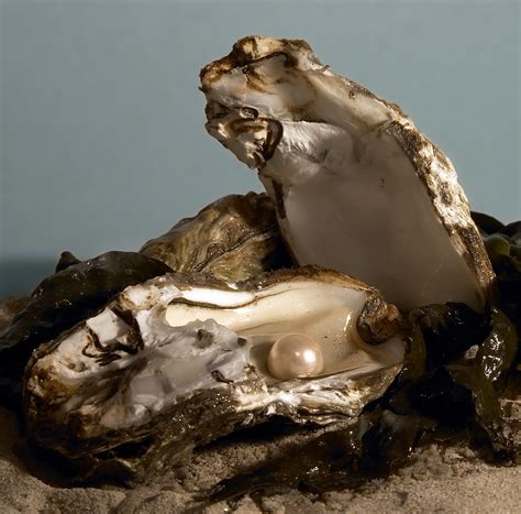 How and Why Oysters Make Pearls