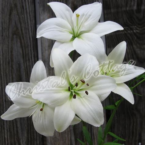 4 Pure White Lilium Asiatic Lily Mont Blanc Garden Summer Flower Bulb