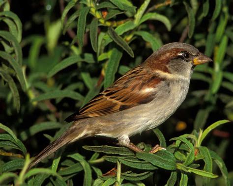 House Sparrow House Sparrow Sparrow Backyard Birds
