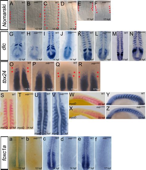 We did not find results for: Somite segmentation and specification recover without ...