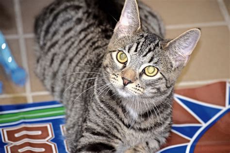 Promotion valid for one use per order. Last Hope receives grant for kitten adoption efforts ...