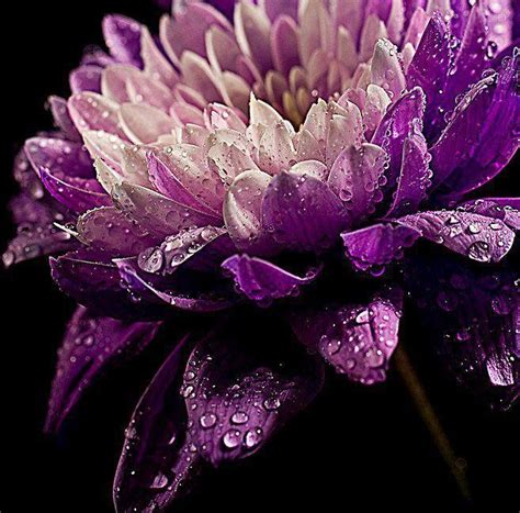 Large flowered carnations can grow to over 20 inches high with one large bloom per stem. purple flower | All Types of Flowers | Pinterest