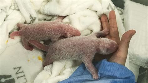 Giant panda gives birth to twins at Berlin Zoo - CGTN