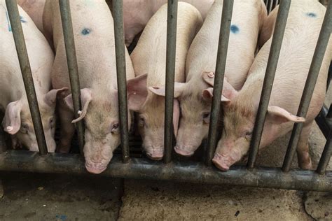 The Swine Flu Virus In China That Has People Worried The Washington Post
