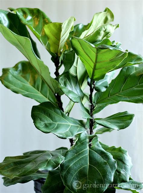 Not the case with the fiddle leaf fig. Growing A Fiddle Leaf Fig Tree | Garden Matter