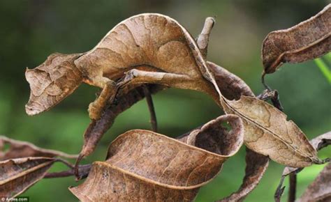 Examples Of Mimicry In Animals To Appear As Plants Hubpages