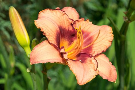 This tetraploid daylily is dormant (deciduous) and considered a 'designer daylily', on account of its exceptional bloom performance, vivid colored. How To Make A Daylily Bloom: Troubleshooting Reasons ...