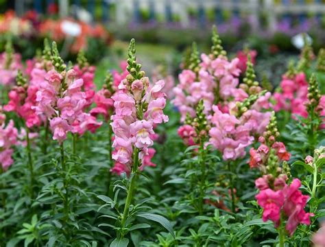 Snapdragon Guide How To Grow And Care For Antirrhinum