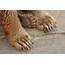 Bear Feet Stock Image Of Foot Brown Animal  37453283