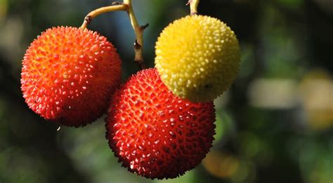 The strawberry tree is a good example. Strawberry Tree Fruit: How to Cook with the Seasonal Red Berry