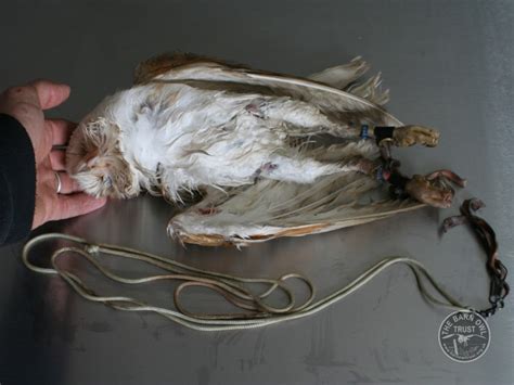 Owls are wild birds and keeping a wild animal at home as a pet is never a good option. Thinking of keeping a captive Barn Owl? - The Barn Owl Trust