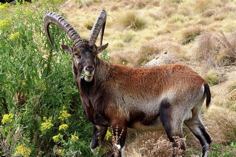 Последние твиты от walia ibex (@waliaibex). Walia Ibex Photograph by Aidan Moran