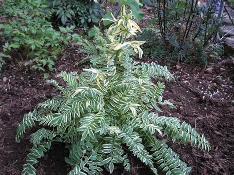 One of the best features of the jacob?s ladder plant is its foliage. Jacob's Ladders, How to Grow and Care for Jacob's Ladder ...