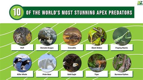 The 10 Most Stunning Apex Predators From Around The World A Z Animals